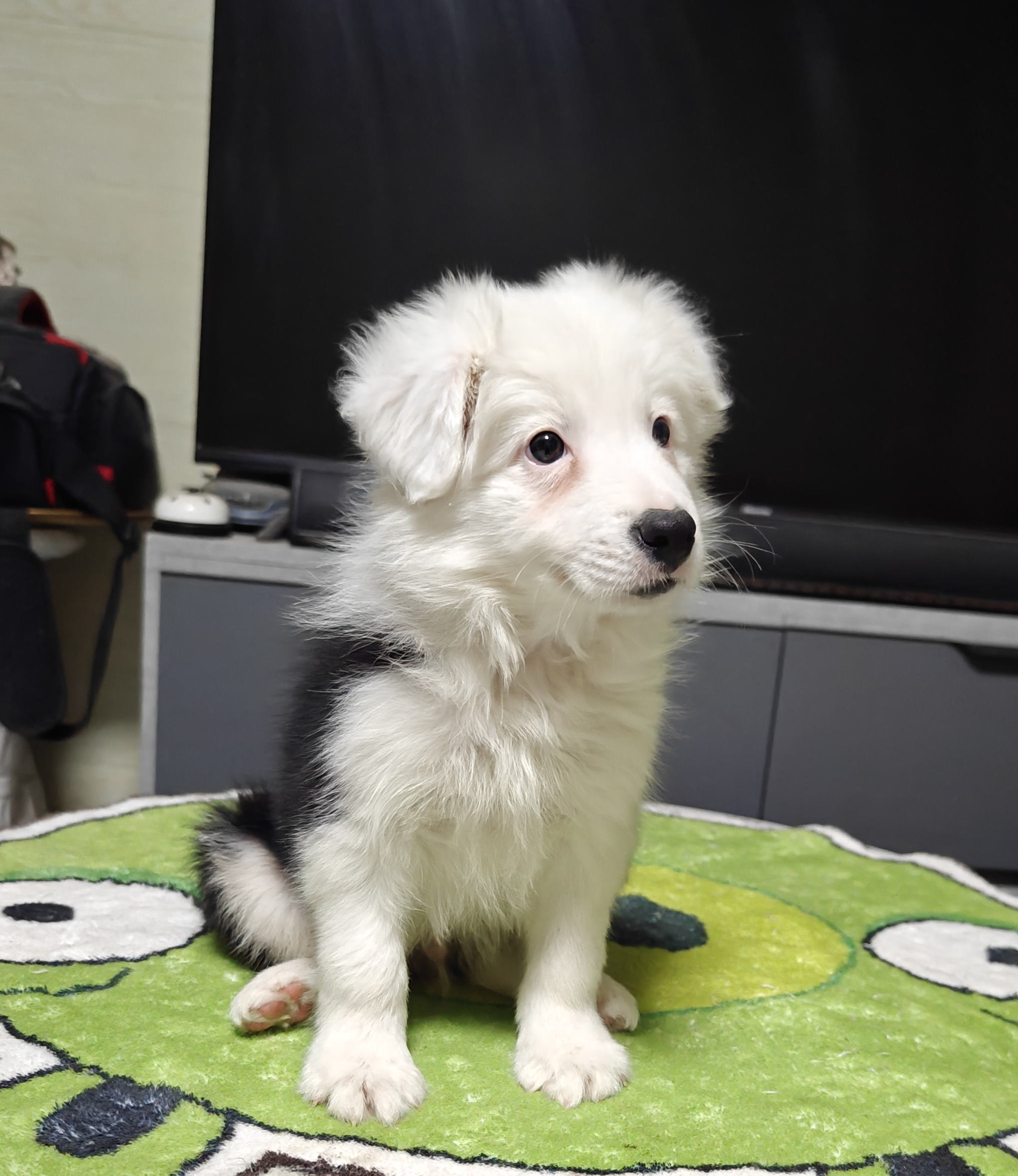 白头个性边牧弟弟